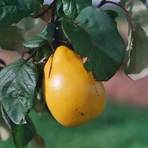 Iranian Quince