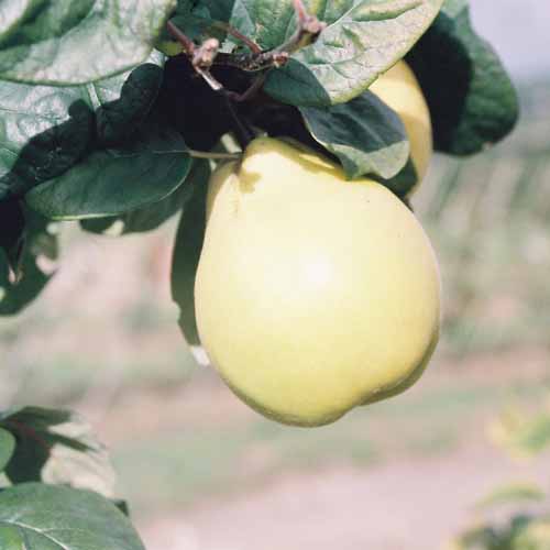 Iranian Quince