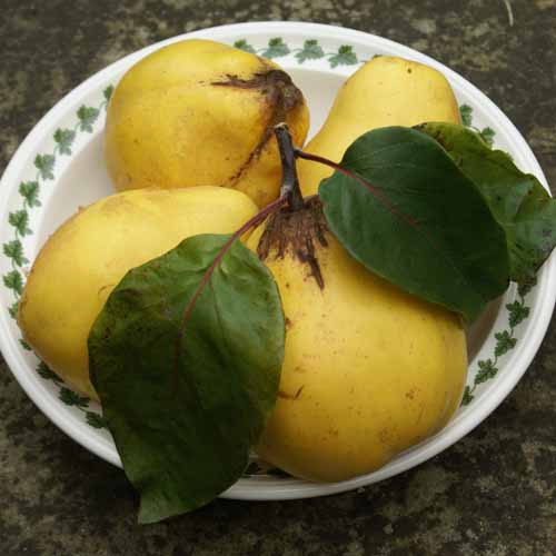 Iranian Quince