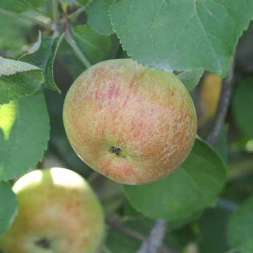 Irish Peach