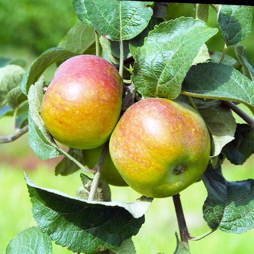Irish Peach