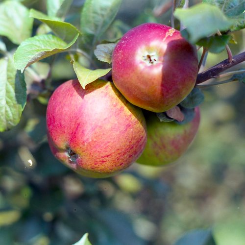 John Apple