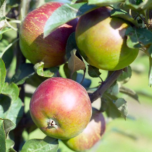 John Apple