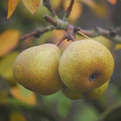 Josephine de Malines