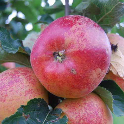 Karmijn de Sonnaville