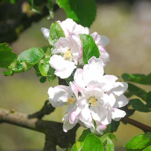 Karmijn de Sonnaville