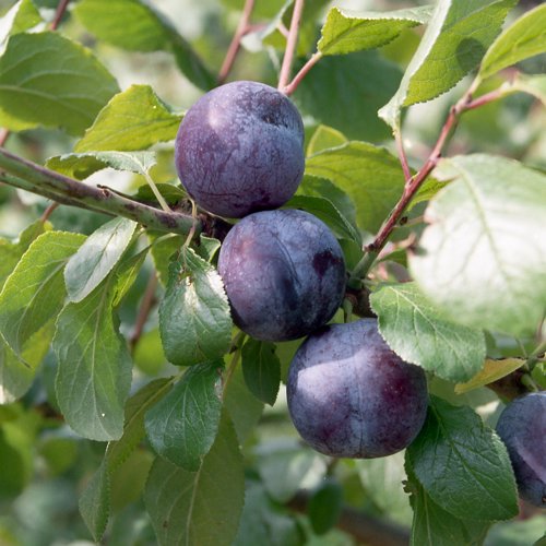 Kentish Bush