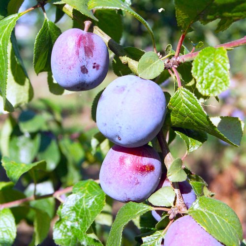 Kentish Bush