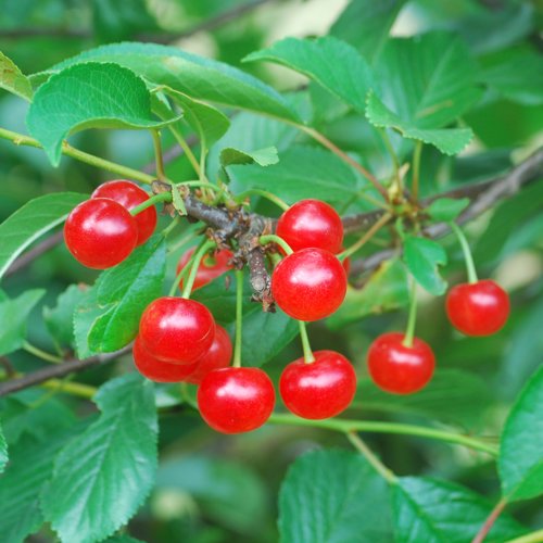 Kentish Red