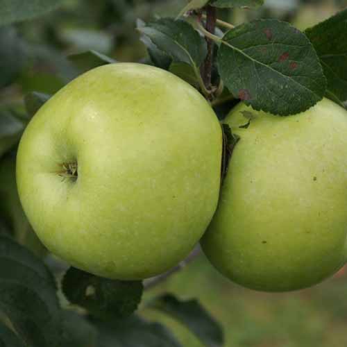 King's Acre Bountiful