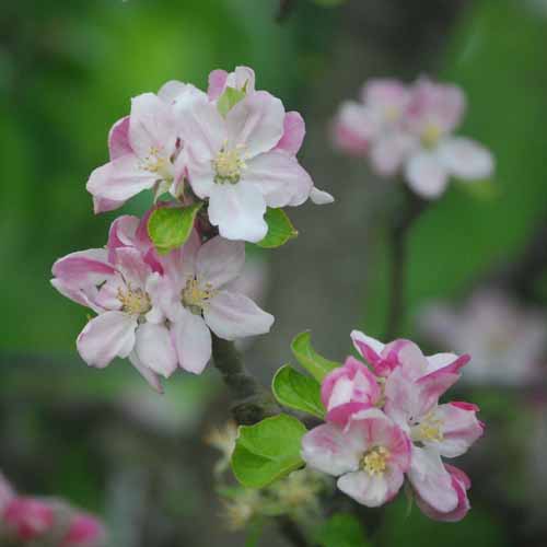 King's Acre Bountiful