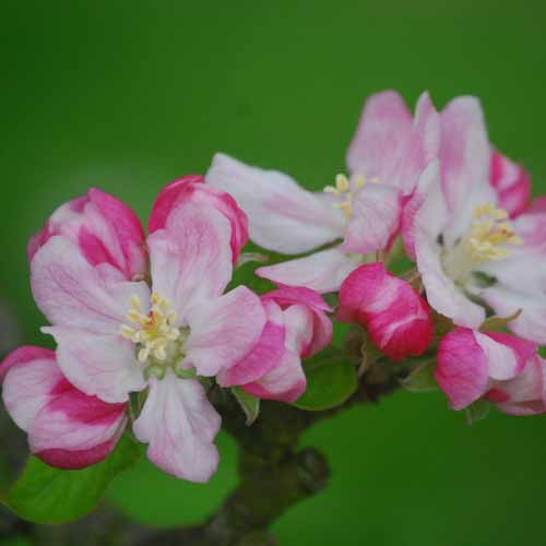 King's Acre Bountiful