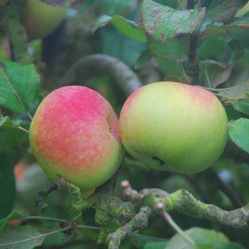 King's Acre Bountiful