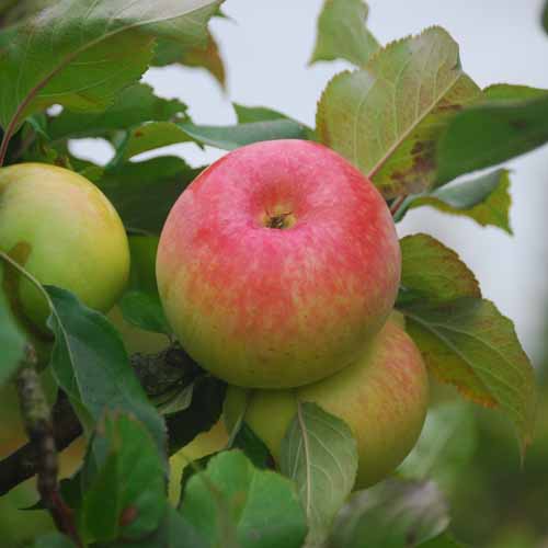 King's Acre Pippin