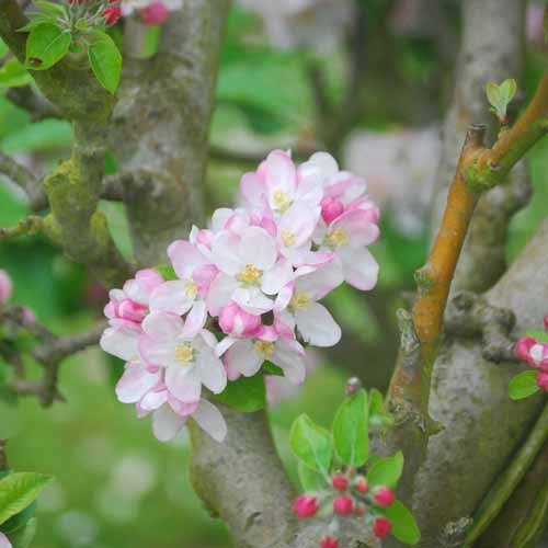 King Charles Pearmain