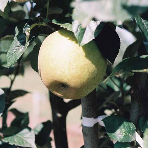 King Charles Pearmain