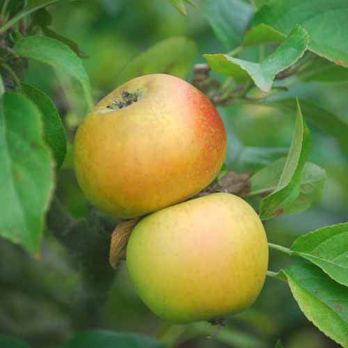 King Charles Pearmain