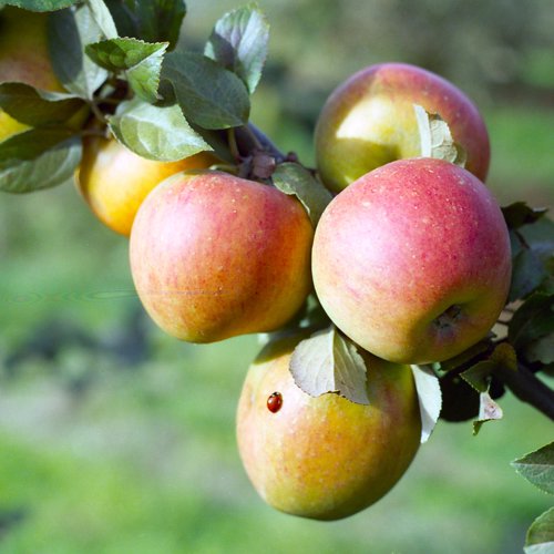 King of the Pippins