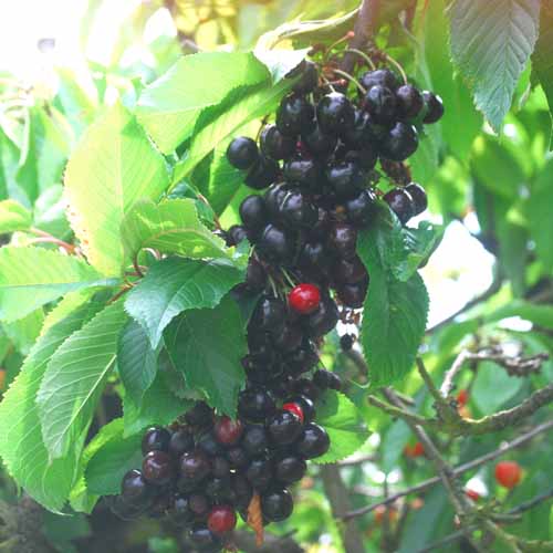 Knauff's Schwarze
