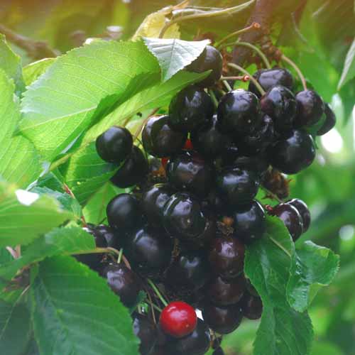 Knauff's Schwarze