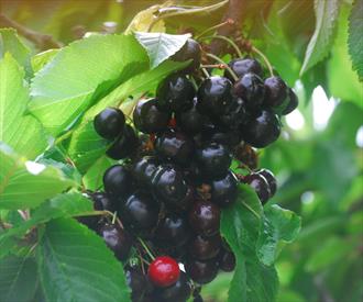 Knauff's Schwarze