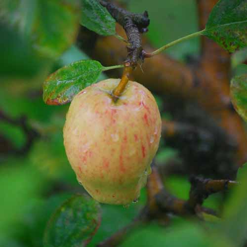 Lady's Finger of Lancaster