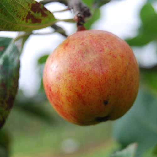 Lady's Finger of Lancaster