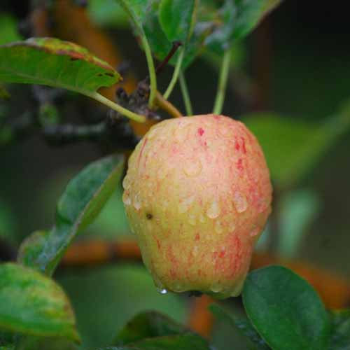 Lady's Finger of Lancaster