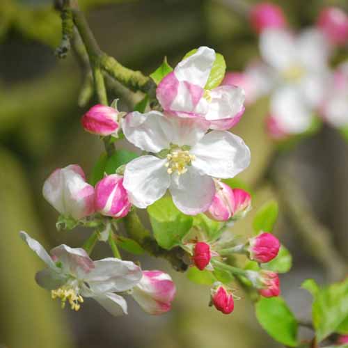 Lane's Prince Albert