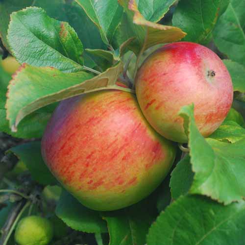 Lane's Prince Albert