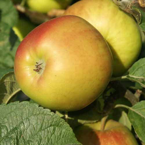 Landsberger Reinette