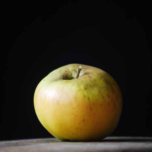 Landsberger Reinette