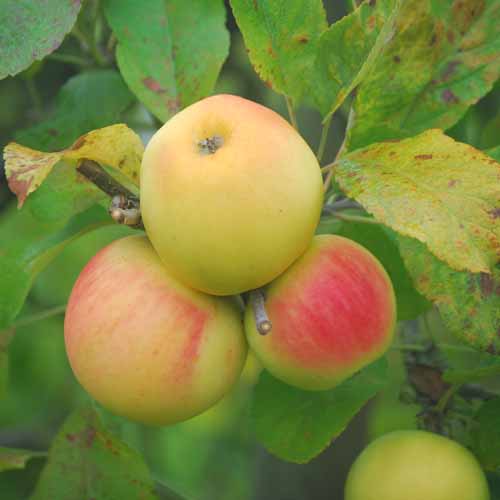 Landsberger Reinette