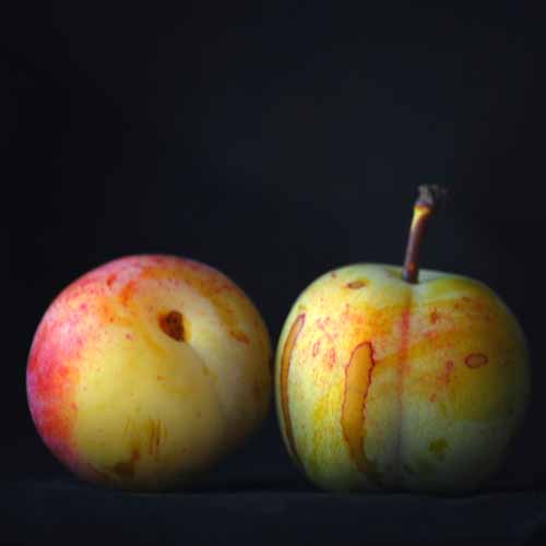 Late Transparent Gage