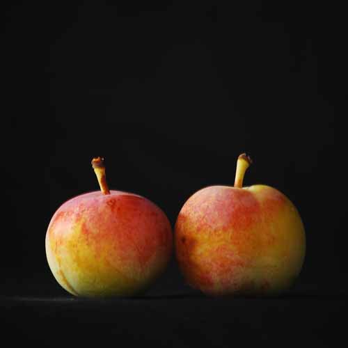 Late Transparent Gage