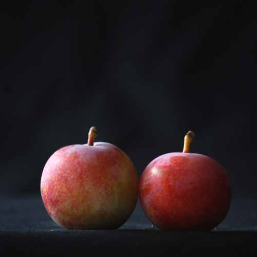 Late Transparent Gage