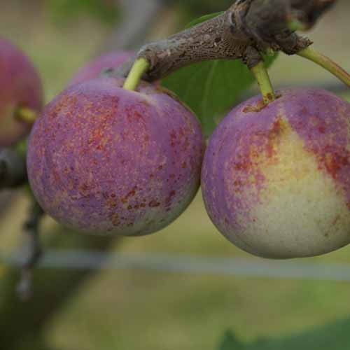 Late Transparent Gage