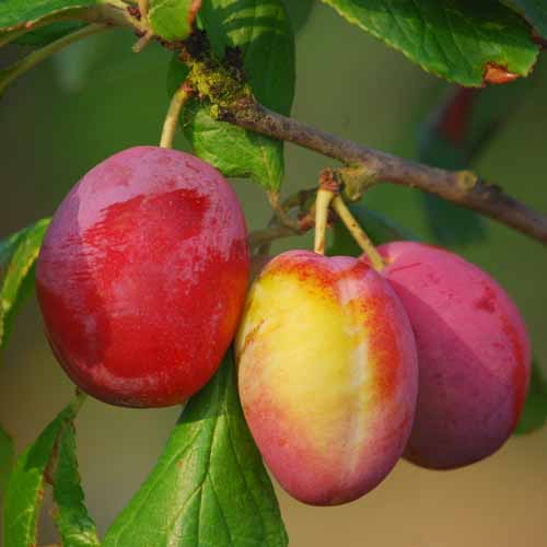 Grove's Late Victoria