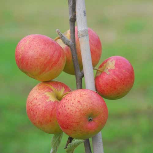 Leonie de Sonnaville