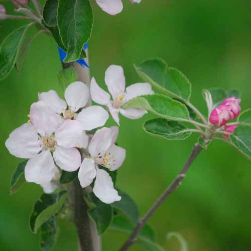 Leonie de Sonnaville