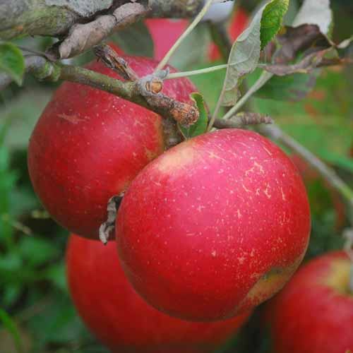 Leonie de Sonnaville