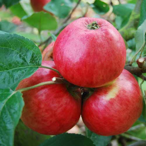 Lewis's Incomparable