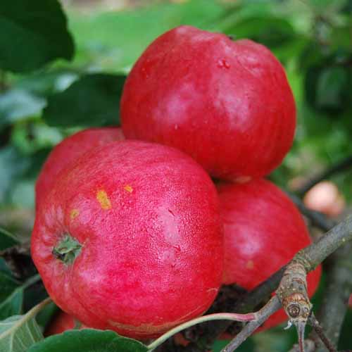 Lewis's Incomparable