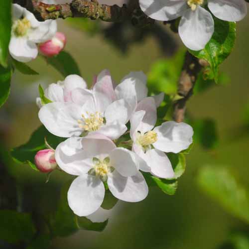 Nuvar® Long Harvest