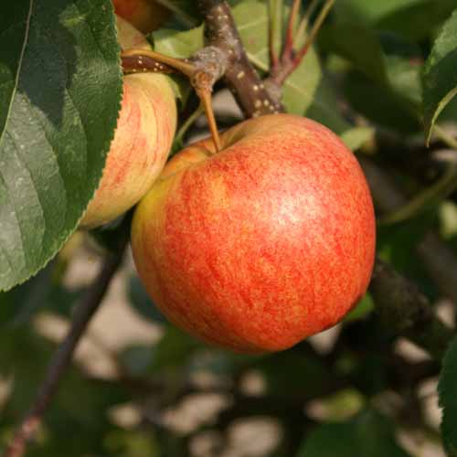 Nuvar® Long Harvest