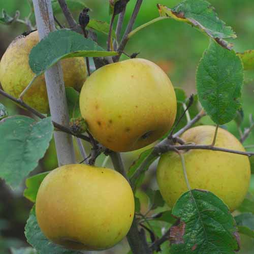 Luntersche Pippeling