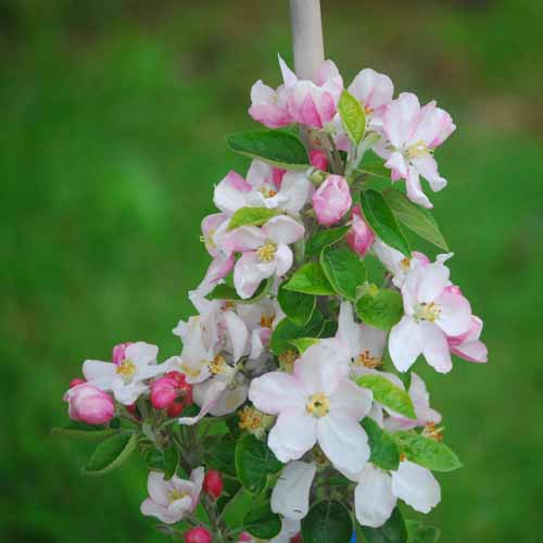 Luntersche Pippeling