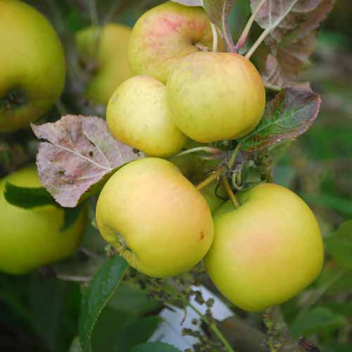 Luntersche Pippeling