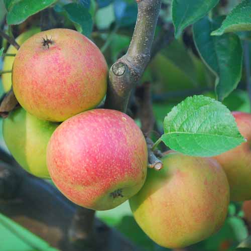 Mannington's Pearmain