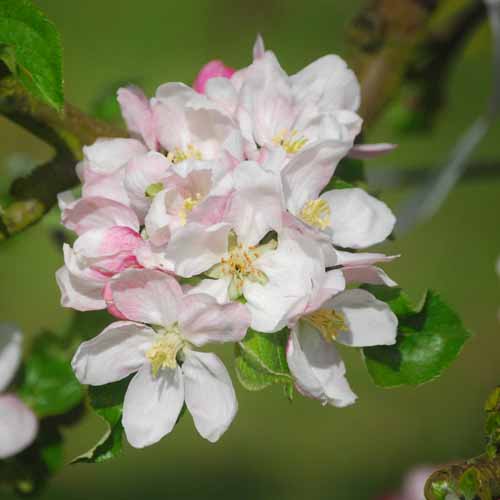 Mannington's Pearmain